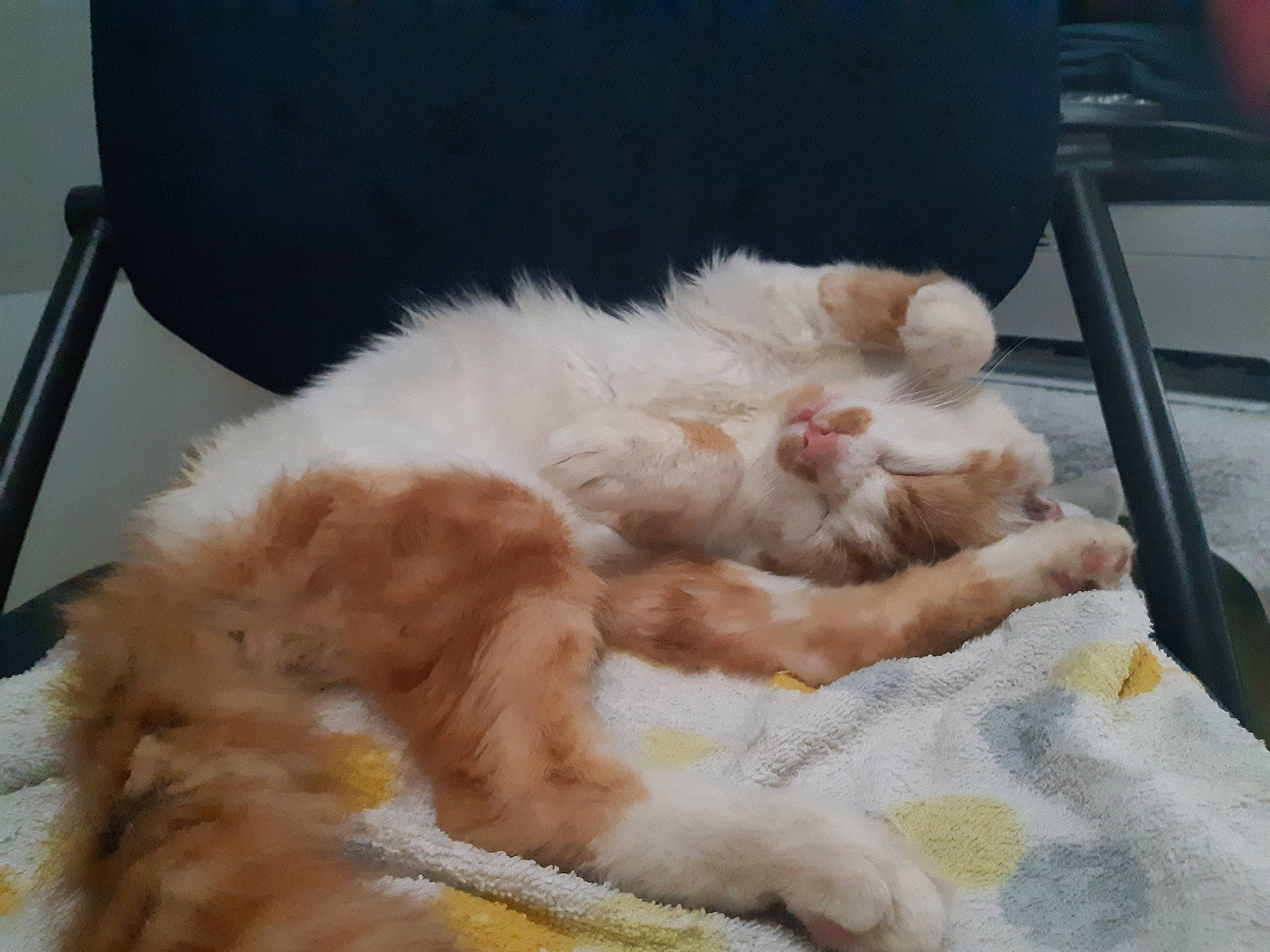 Loulou a rejoint le concours — aidez-le/la à gagner de superbes lots ! canidae, carnivore, cat, cat_bed, claw, comfort, companion_dog, couch, fawn, felidae, foot, fur, nap, paw, sleep, small_to_medium_sized_cats, snout, sporting_group, tail, whiskers