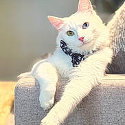 Dennis joined the competition — help win amazing prizes!