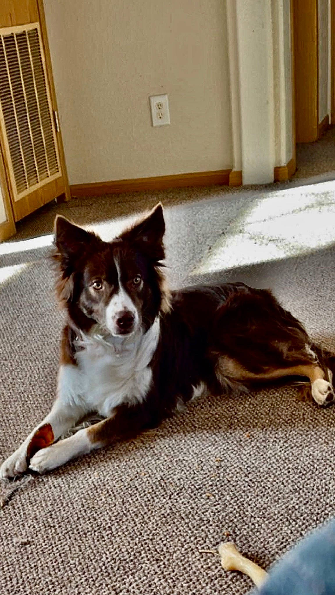 Delilah joined the competition — help win amazing prizes! border_collie, carnivore, companion_dog, dog, dog_breed, door, floor, flooring, fur, hardwood, herding_dog, plant, snout, sporting_group, tail, tints_and_shades, whiskers, window, wood, working_animal