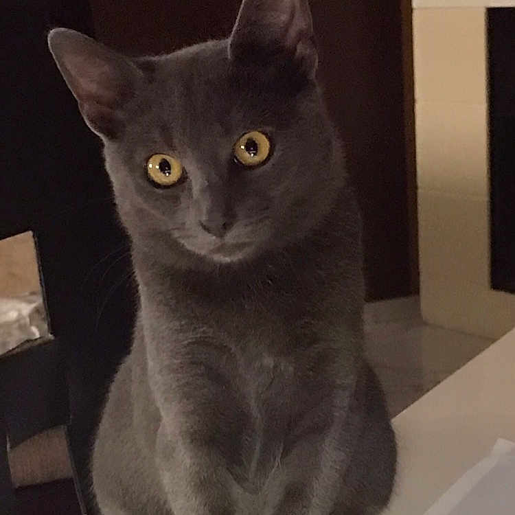 Bankit participe au concours pour gagner de l'argent avec cette photo : animal, cat, chair, close_up, curious, domestic, ears, feline, furry, gray_cat, household, indoor, looking, pet, portrait, quiet, sitting, table, whiskers, yellow_eyes