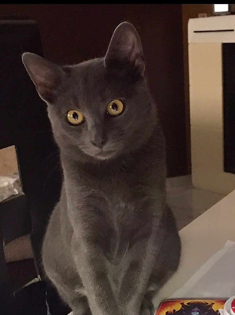 Bankit participe au concours pour gagner de l'argent avec cette photo : cat, gray_cat, yellow_eyes, indoor, table, chair, pet, feline, curious, animal, domestic, household, sitting, looking, portrait, close_up, furry, whiskers, ears, quiet