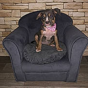 Zelda participe au concours pour gagner de l'argent avec cette photo : puppy, dog, bandana, armchair, cushion, indoor, stone_wall, wooden_floor, pet, cute, young_dog, sitting, domestic_animal, furniture, canine, adorable, animal_portrait, cozy, pet_accessory, background
