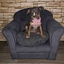puppy, dog, bandana, armchair, cushion, indoor, stone_wall, wooden_floor, pet, cute, young_dog, sitting, domestic_animal, furniture, canine, adorable, animal_portrait, cozy, pet_accessory, background