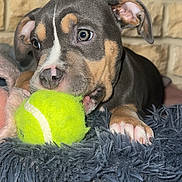 Zelda participe au concours pour gagner de l'argent avec cette photo : alert, animal, blue_rug, brick_wall, close_up, cute, dog, domestic_animal, ears, fur, indoor, paws, pet, playful, puppy, resting, snout, tennis_ball, toy, young