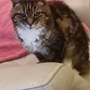 Princesse participe au concours pour gagner de l'argent avec cette photo : abyssinian, angora, animal, architecture, blanket, brasssection, building, cat, chair, couch, cushion, egyptiancat, furniture, homedecor, horn, kitten, manx, musicalinstrument, pet, siamese