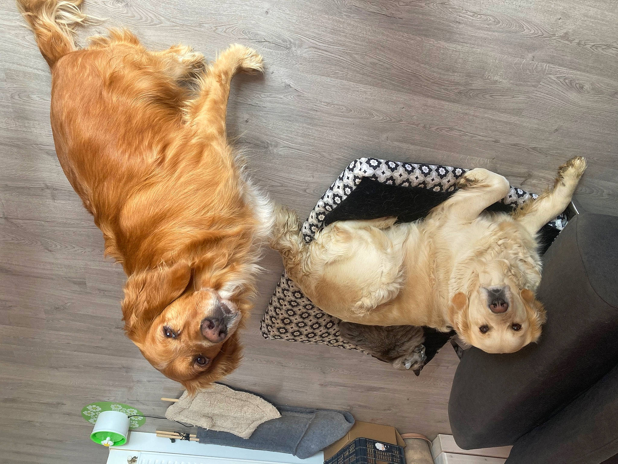 Biscuit a rejoint le concours — aidez-le/la à gagner de superbes lots ! art, canidae, carnivore, collar, companion_dog, dog, dog_breed, fawn, foot, fur, liver, paw, sculpture, snout, sporting_group, tail, terrestrial_animal, toy, wood, working_animal