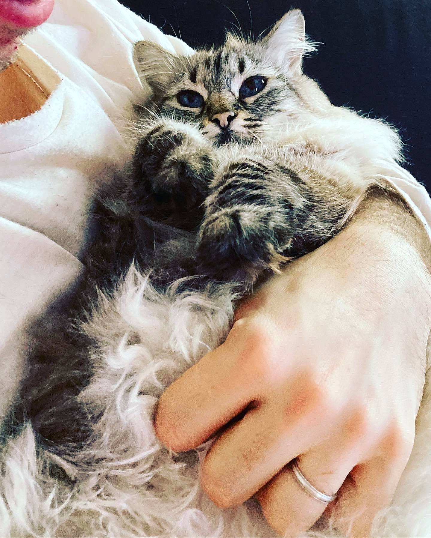 Câline participe au concours pour gagner de l'argent avec cette photo : bed, carnivore, cat, claw, comfort, domestic_short_haired_cat, event, eyewear, fawn, felidae, fur, gesture, happy, leg, nail, paw, plant, small_to_medium_sized_cats, tree, whiskers