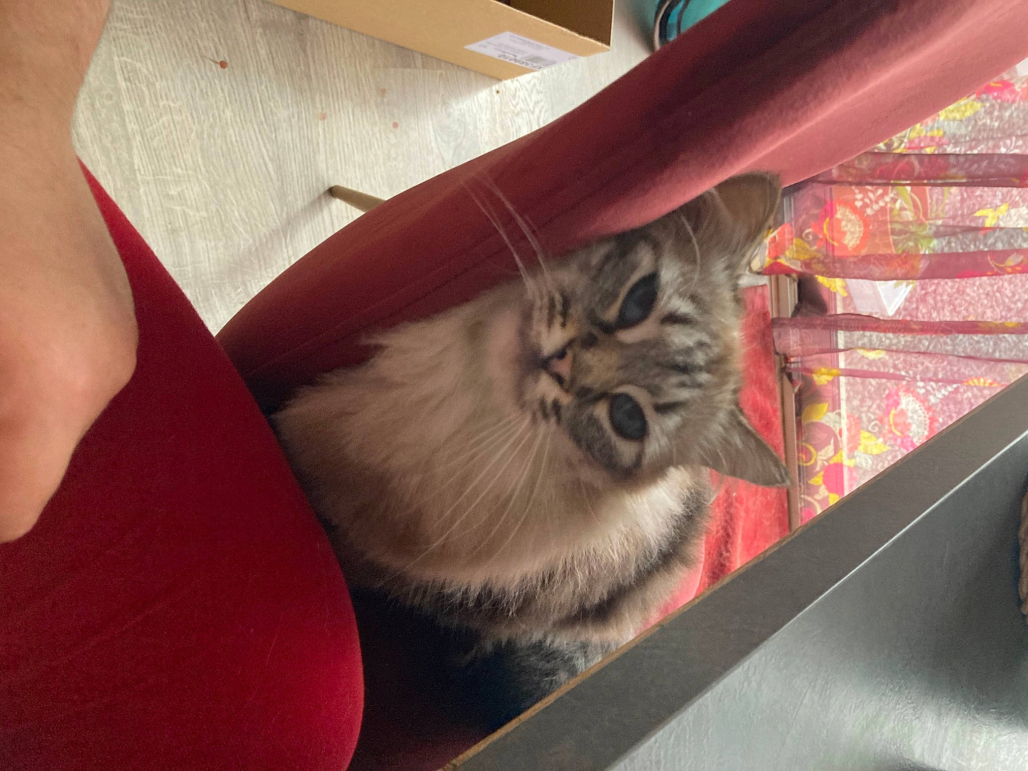 Câline a rejoint le concours — aidez-le/la à gagner de superbes lots ! carnivore, cat, chair, comfort, domestic_short_haired_cat, fawn, felidae, flooring, fur, hardwood, human_leg, lap, mammal, paw, small_to_medium_sized_cats, tail, thigh, vertebrate, whiskers, wood