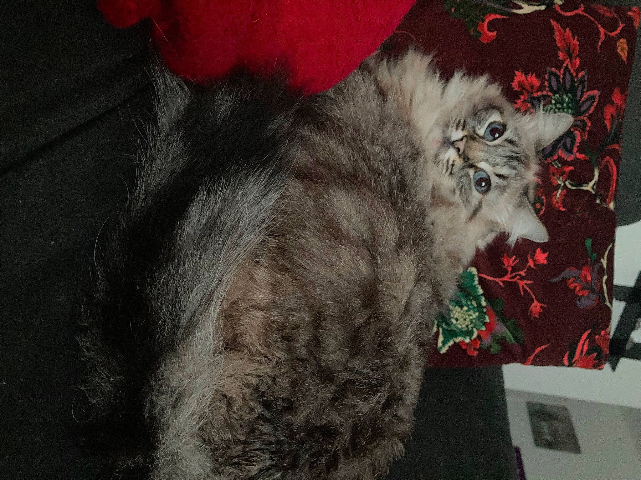 Câline participe au concours pour gagner de l'argent avec cette photo : carmine, carnivore, cat, claw, domestic_short_haired_cat, felidae, fur, grey, paw, small_to_medium_sized_cats, snout, tail, whiskers