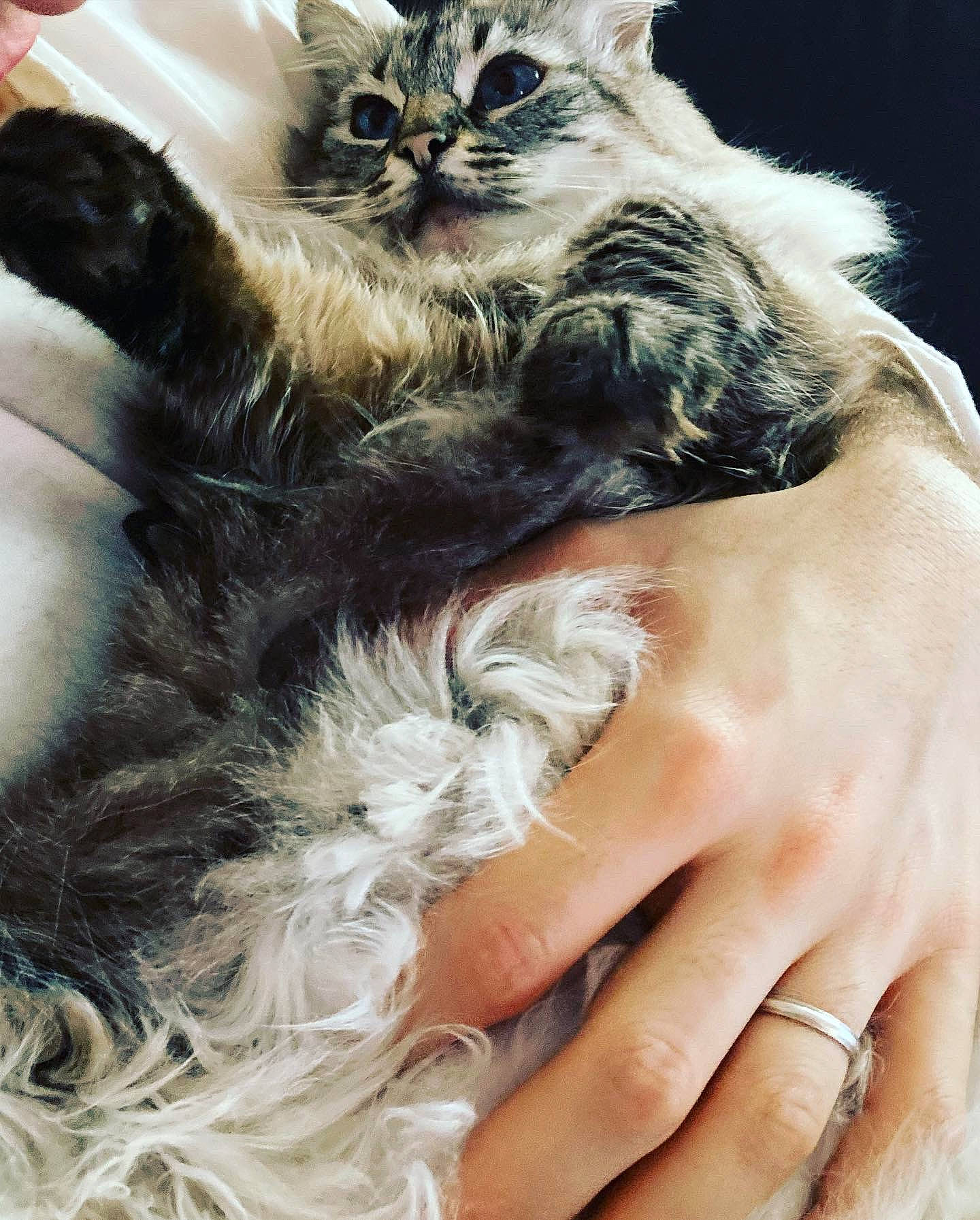 Câline a rejoint le concours — aidez-le/la à gagner de superbes lots ! animal_product, canidae, carnivore, cat, claw, companion_dog, dog_breed, event, fashion_accessory, fashion_design, fawn, feather, felidae, fur, gesture, nail, paw, small_to_medium_sized_cats, tail, whiskers