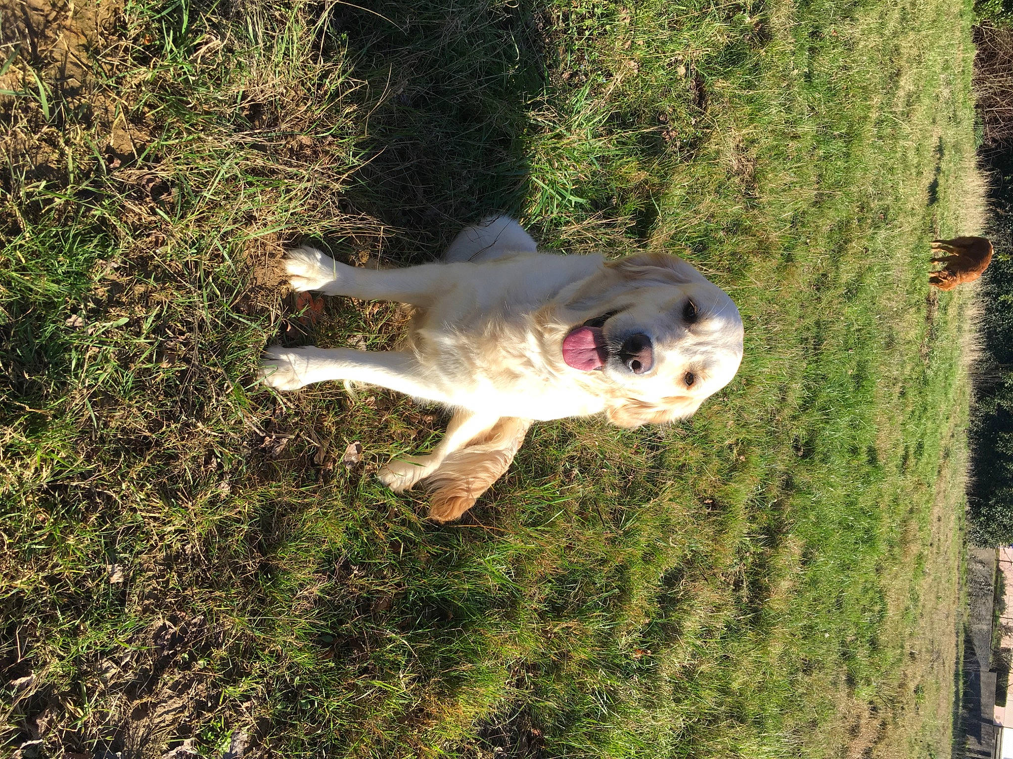 Neige a rejoint le concours — aidez-le/la à gagner de superbes lots ! bear, canidae, carnivore, companion_dog, dog, dog_breed, fawn, grass, organism, pasture, plant, skull, snout, soil, sporting_group, tail, terrestrial_animal, tree, wildlife, working_animal