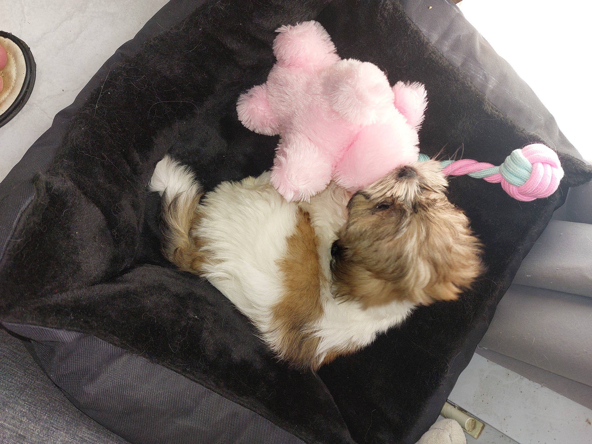 Angel a rejoint le concours — aidez-le/la à gagner de superbes lots ! canidae, carnivore, cat, cat_bed, claw, comfort, companion_dog, currency, dog_breed, fawn, felidae, fur, linens, nap, paw, platter, small_to_medium_sized_cats, sporting_group, tail, whiskers