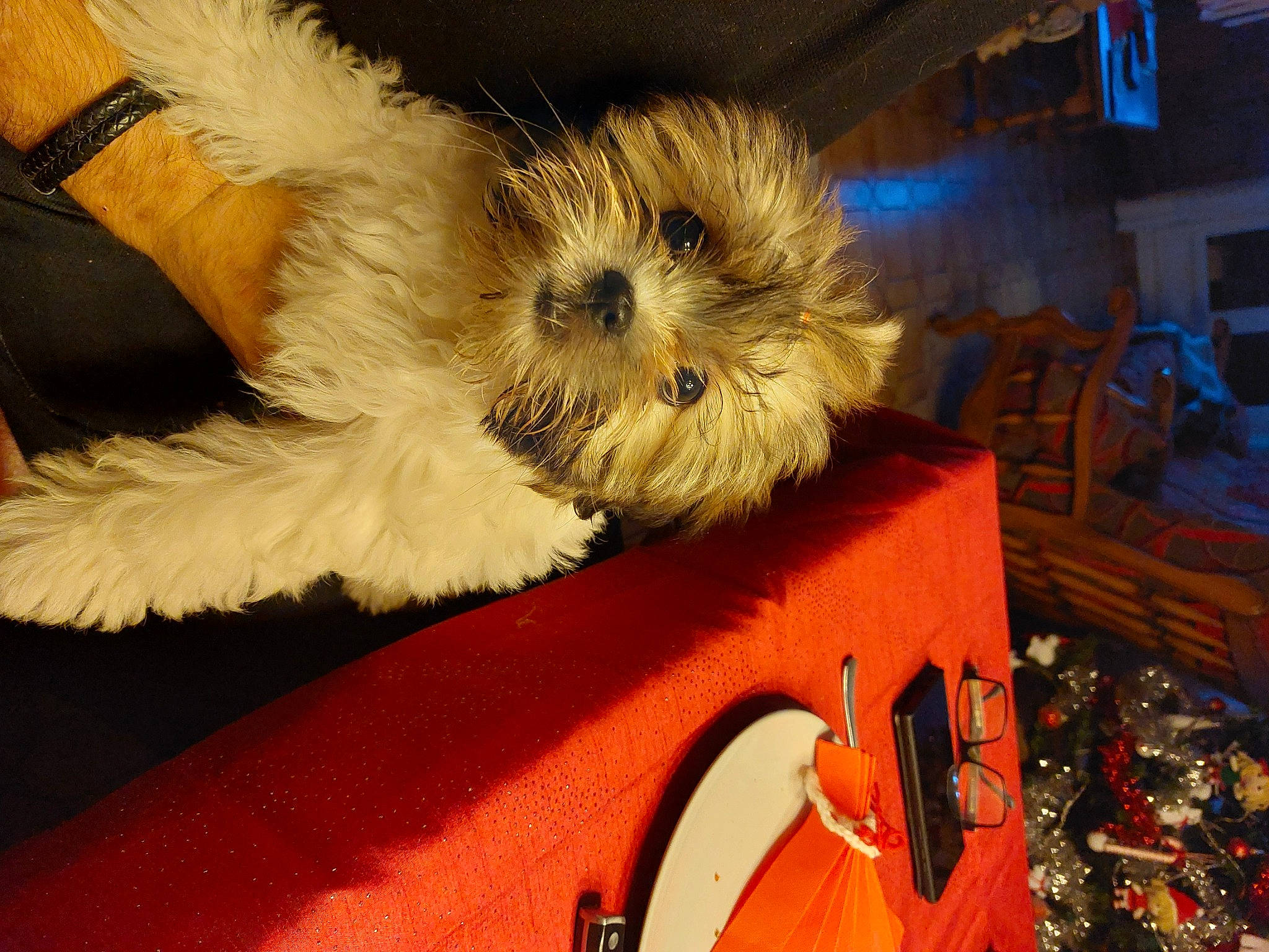 Angel participe au concours pour gagner de l'argent avec cette photo : bichon, canidae, carnivore, chair, cloud, companion_dog, dog, dog_breed, fur, puppy_love, small_terrier, small_to_medium_sized_cats, snout, sporting_group, stuffed_toy, terrier, toy, toy_dog, whiskers, wood