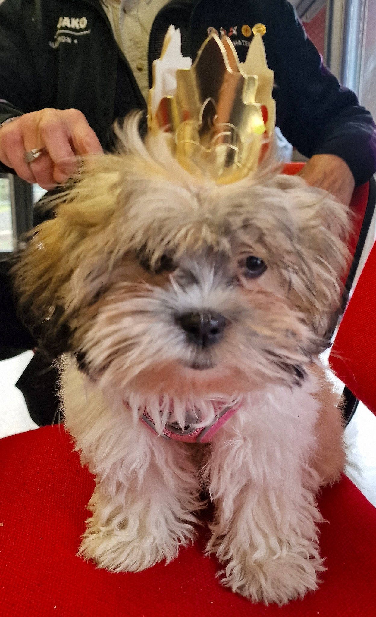 Angel a rejoint le concours — aidez-le/la à gagner de superbes lots ! canidae, carnivore, companion_dog, dog, dog_breed, ear, event, fashion_accessory, fawn, flooring, fur, maltepoo, small_terrier, snout, sporting_group, terrestrial_animal, toy_dog, whiskers, working_animal, yorkshire_terrier