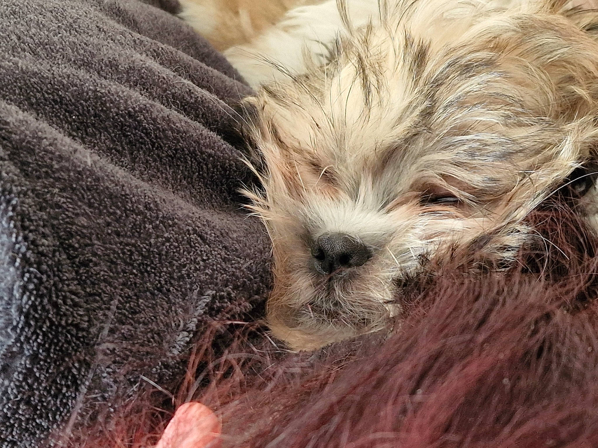 Angel a rejoint le concours — aidez-le/la à gagner de superbes lots ! canidae, carnivore, close_up, companion_dog, dog, dog_breed, fawn, fur, liver, maltepoo, shih_poo, shih_tzu, small_terrier, snout, soil, sporting_group, terrestrial_animal, terrier, toy_dog, whiskers