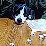 animal, black_and_white, board_game, casual, cute, dice, dog, game_night, indoor, jacket, leisure, person_clothing, pet, playing, puppy, relaxed, resting, score_sheet, table, wooden_surface