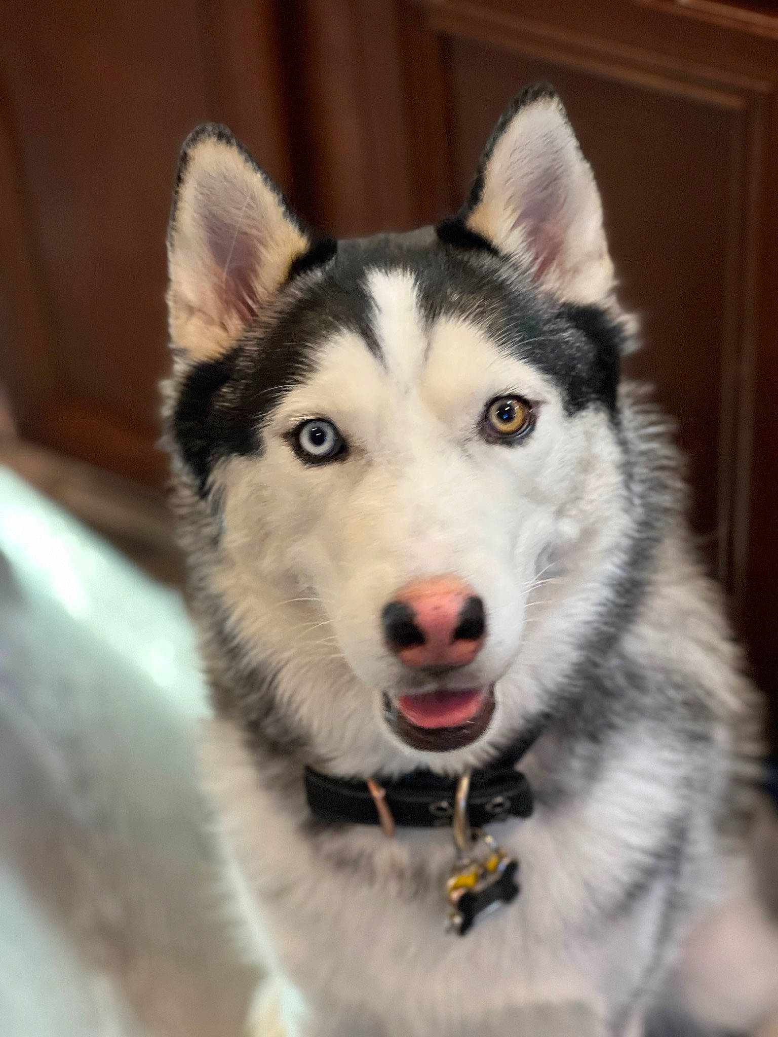 Ace joined the competition — help win amazing prizes! ancient_dog_breeds, canidae, canis, carnivore, dog, dog_breed, fur, jaw, recreation, siberian_husky, sled_dog, snout, sporting_group, sulimov_dog, terrestrial_animal, whiskers, wildlife, winter, wolf, working_dog