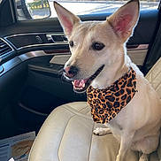 Maui joined the competition — help win amazing prizes! dog, animal, pet, car_interior, seat, bandana, leopard_print, happy, ears, mouth_open, sunlight, window, greenery, daylight, leather_seat, side_mirror, dashboard, smiling, canine, portrait