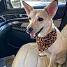 dog, animal, pet, car_interior, seat, bandana, leopard_print, happy, ears, mouth_open, sunlight, window, greenery, daylight, leather_seat, side_mirror, dashboard, smiling, canine, portrait