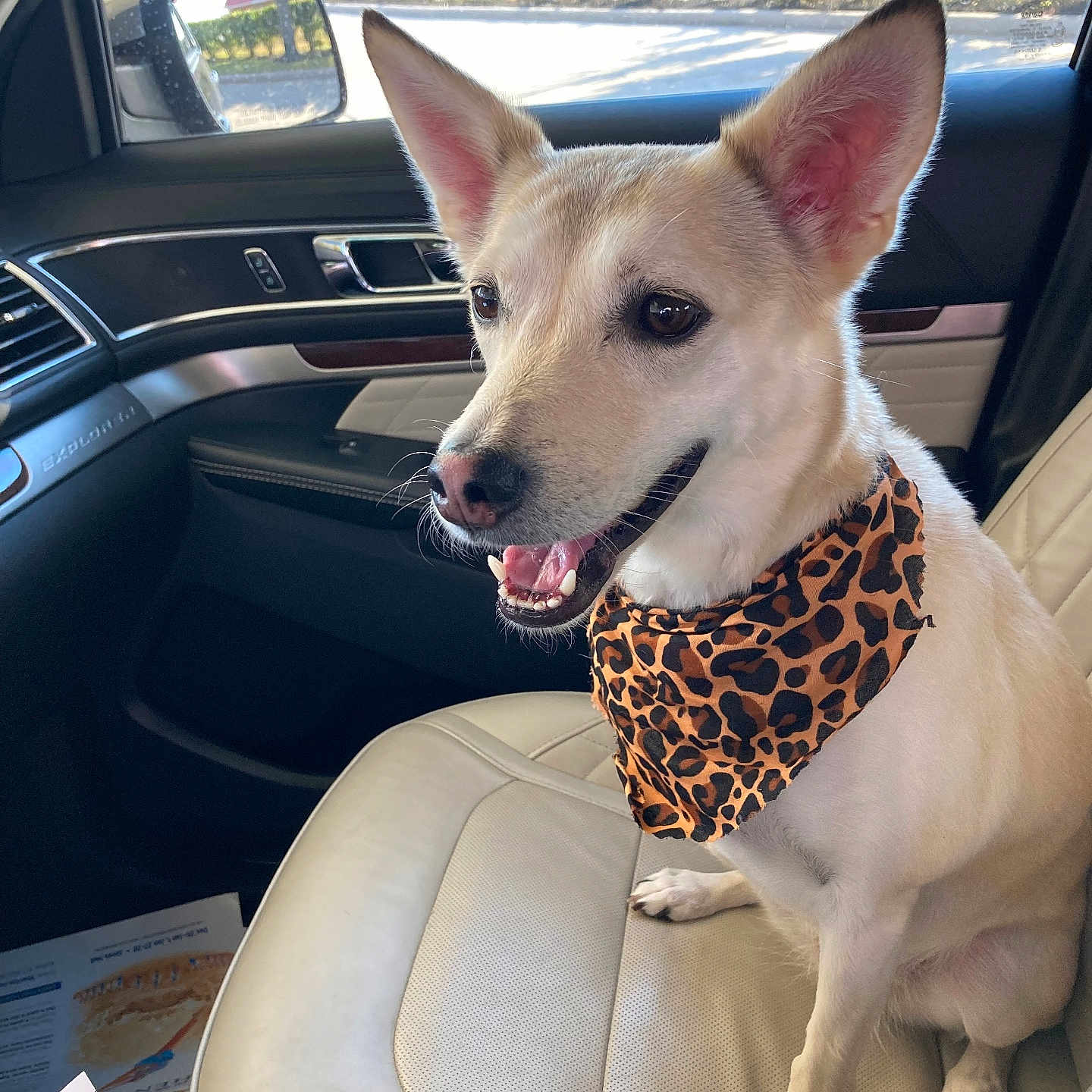 Maui joined the competition — help win amazing prizes! dog, animal, pet, car_interior, seat, bandana, leopard_print, happy, ears, mouth_open, sunlight, window, greenery, daylight, leather_seat, side_mirror, dashboard, smiling, canine, portrait