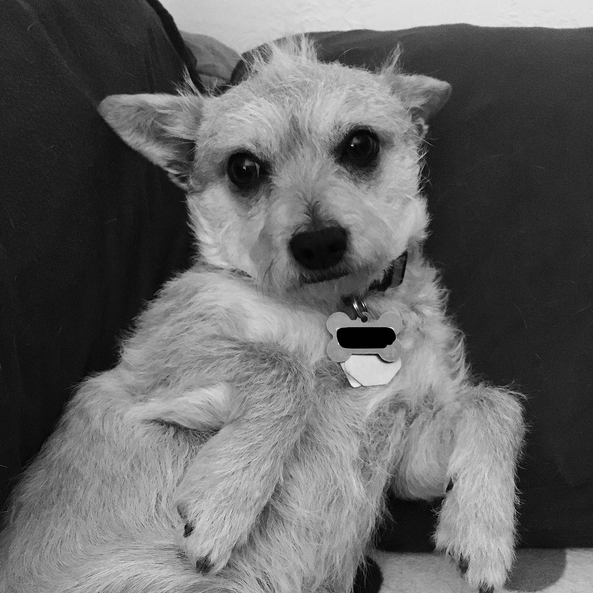 Charli is registered to the contest to win money with this photo: canidae, carnivore, companion_dog, dog, dog_breed, dog_supply, ear, fur, monochrome, monochrome_photography, non_sporting_group, paw, small_terrier, snout, sporting_group, terrestrial_animal, terrier, toy_dog, working_animal