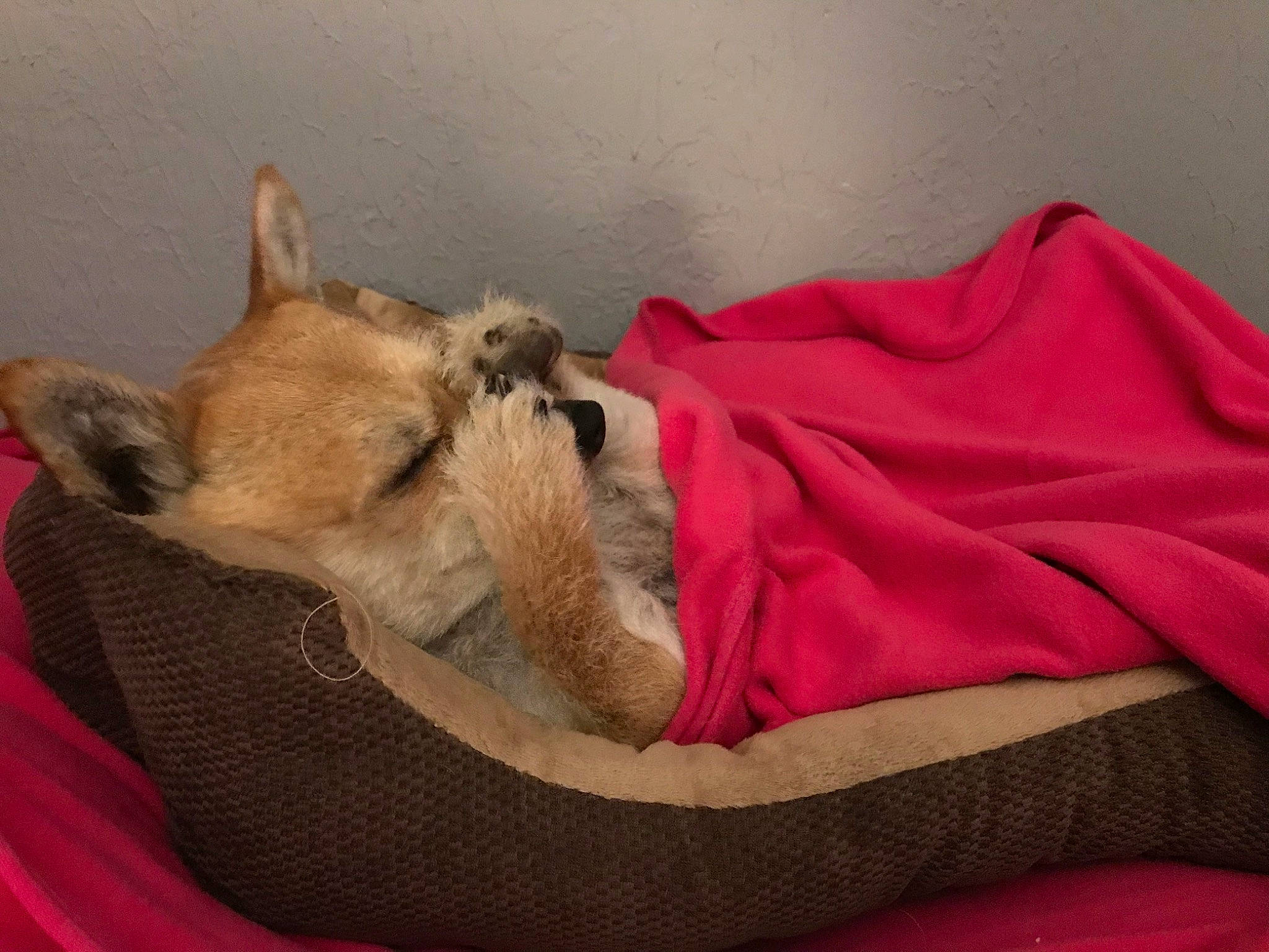 Charli is registered to the contest to win money with this photo: carmine, carnivore, comfort, companion_dog, dog, dog_breed, dog_supply, fawn, felidae, fur, linens, nap, non_sporting_group, paw, puppy, sleep, small_to_medium_sized_cats, sporting_group, terrestrial_animal, whiskers