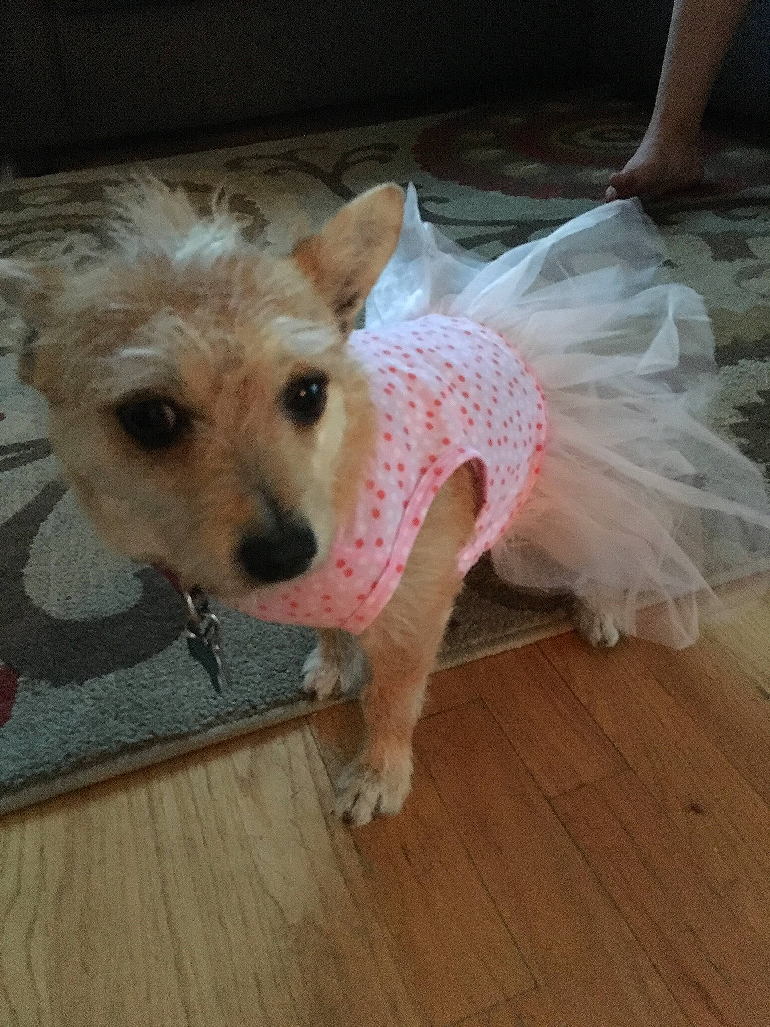 Charli joined the competition — help win amazing prizes! canidae, carnivore, companion_dog, dog, dog_breed, dog_clothes, dog_supply, fawn, flooring, fur, hardwood, pet_supply, snout, sporting_group, tail, terrier, toy_dog, wood, wood_flooring, working_animal