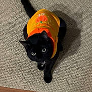 Storm is registered to the contest to win money with this photo: animal, black_cat, carpet, cat, costume, cozy, curious, cute, domestic_cat, fall_theme, feline, holiday, indoor, looking_up, orange_sweater, pet, pumpkin_design, sitting, wide_eyes, wooden_floor