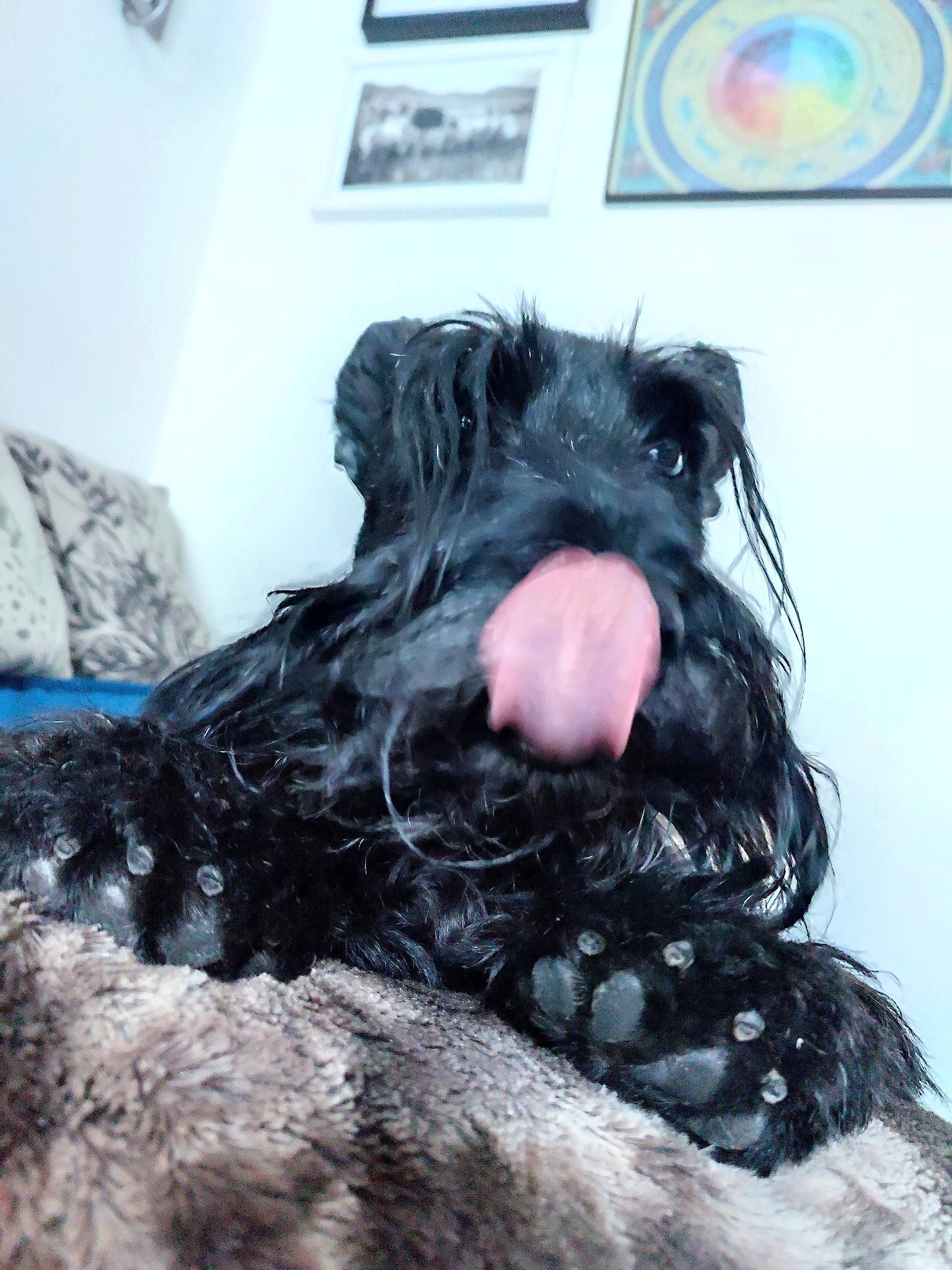 Menelas a rejoint le concours — aidez-le/la à gagner de superbes lots ! canidae, carnivore, companion_dog, dog, dog_breed, dog_supply, fang, fur, labradoodle, liver, murray_river_curly_coated_retriever, picture_frame, snout, spaniel, sporting_group, toy, toy_dog, vertebrate, water_dog, working_animal