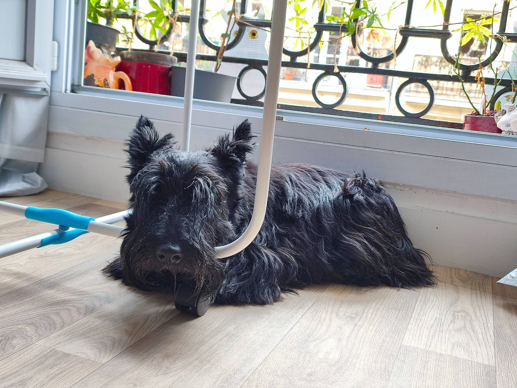 Menelas a rejoint le concours — aidez-le/la à gagner de superbes lots ! bicycle, bicycle_wheel, carnivore, collar, companion_dog, dog, dog_breed, dog_collar, fur, grey, schnauzer, small_terrier, snout, sporting_group, standard_schnauzer, tail, tire, wheel, window, working_animal