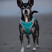 Kato is registered to the contest to win money with this photo: dog, small_dog, black_and_white, turquoise_harness, beach, sand, animal, pet, outdoor, standing, alert, curious, canine, portrait, close_up, fur, ears, tail, four_legs, daylight