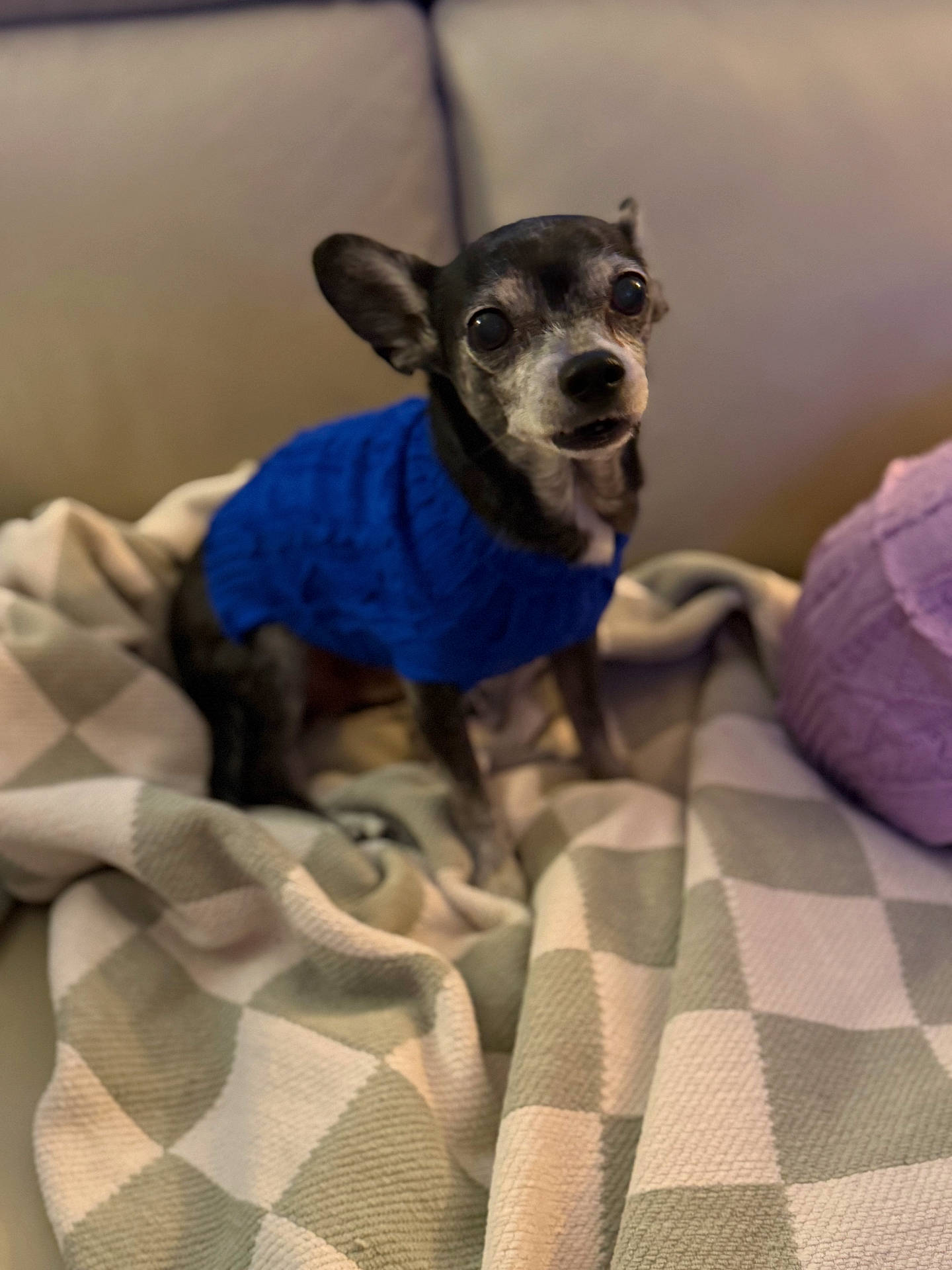 animal, blanket, blue_sweater, closeup, comfortable, couch, cozy, dog, domestic_animal, ears, eyes, fur, home, indoor, looking_up, pet, purple_pillow, seated, small_dog, soft_texture