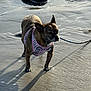 Skippy joined the competition — help win amazing prizes! dog, small_dog, pink_harness, leash, beach, sand, wet_sand, shadow, rocks, outdoor, daylight, animal, pet, canine, curious, standing, water, nature, sunlight, coast