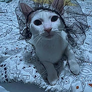 Chris joined the competition — help win amazing prizes! cat, white_cat, bed, bedding, patterned_bedspread, lace, headpiece, pet, animal, indoor, curious, closeup, feline, whiskers, ears, paws, resting, looking_at_camera, cute, costume
