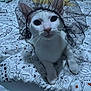 cat, white_cat, bed, bedding, patterned_bedspread, lace, headpiece, pet, animal, indoor, curious, closeup, feline, whiskers, ears, paws, resting, looking_at_camera, cute, costume