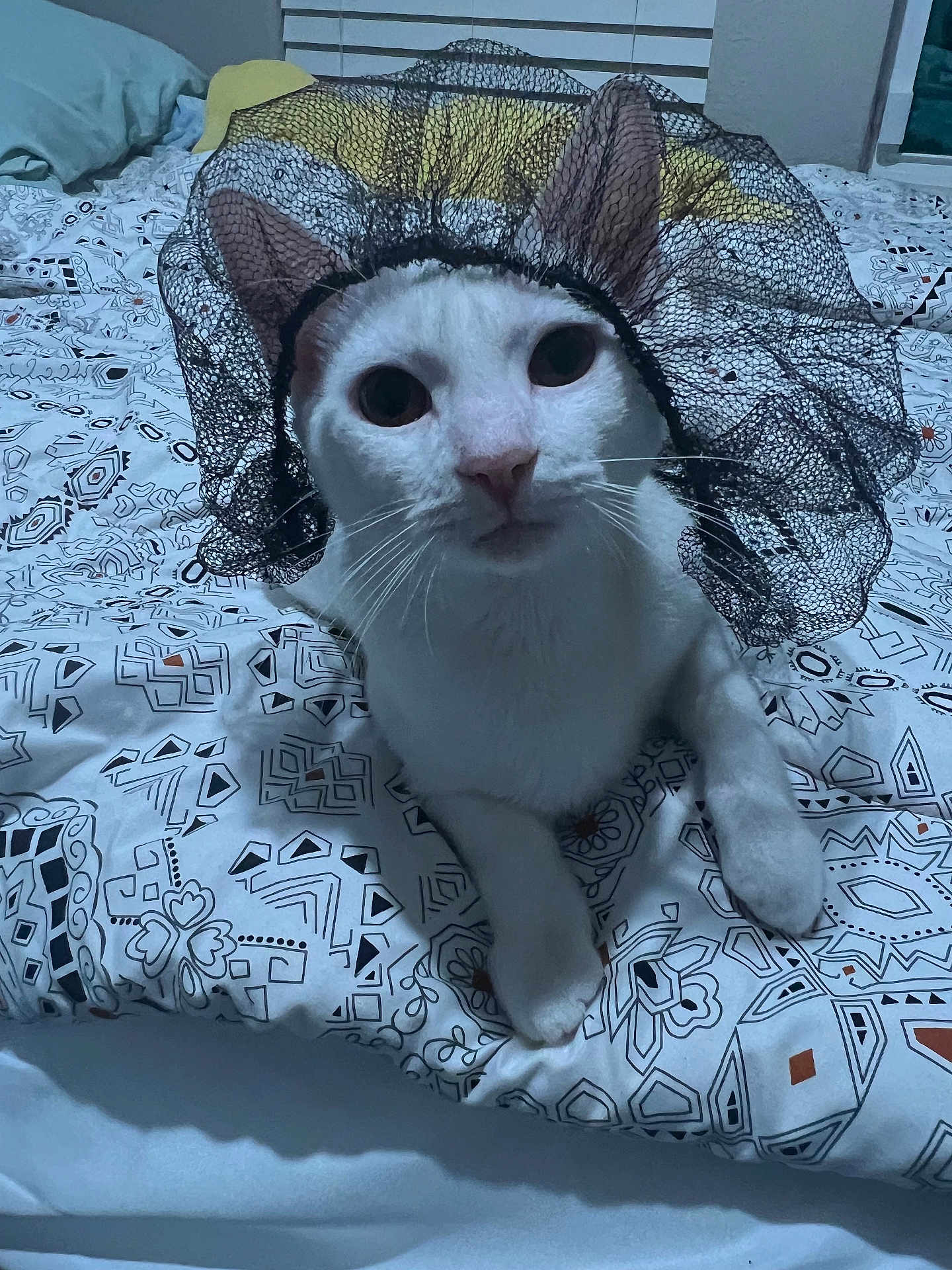 Chris joined the competition — help win amazing prizes! cat, white_cat, bed, bedding, patterned_bedspread, lace, headpiece, pet, animal, indoor, curious, closeup, feline, whiskers, ears, paws, resting, looking_at_camera, cute, costume