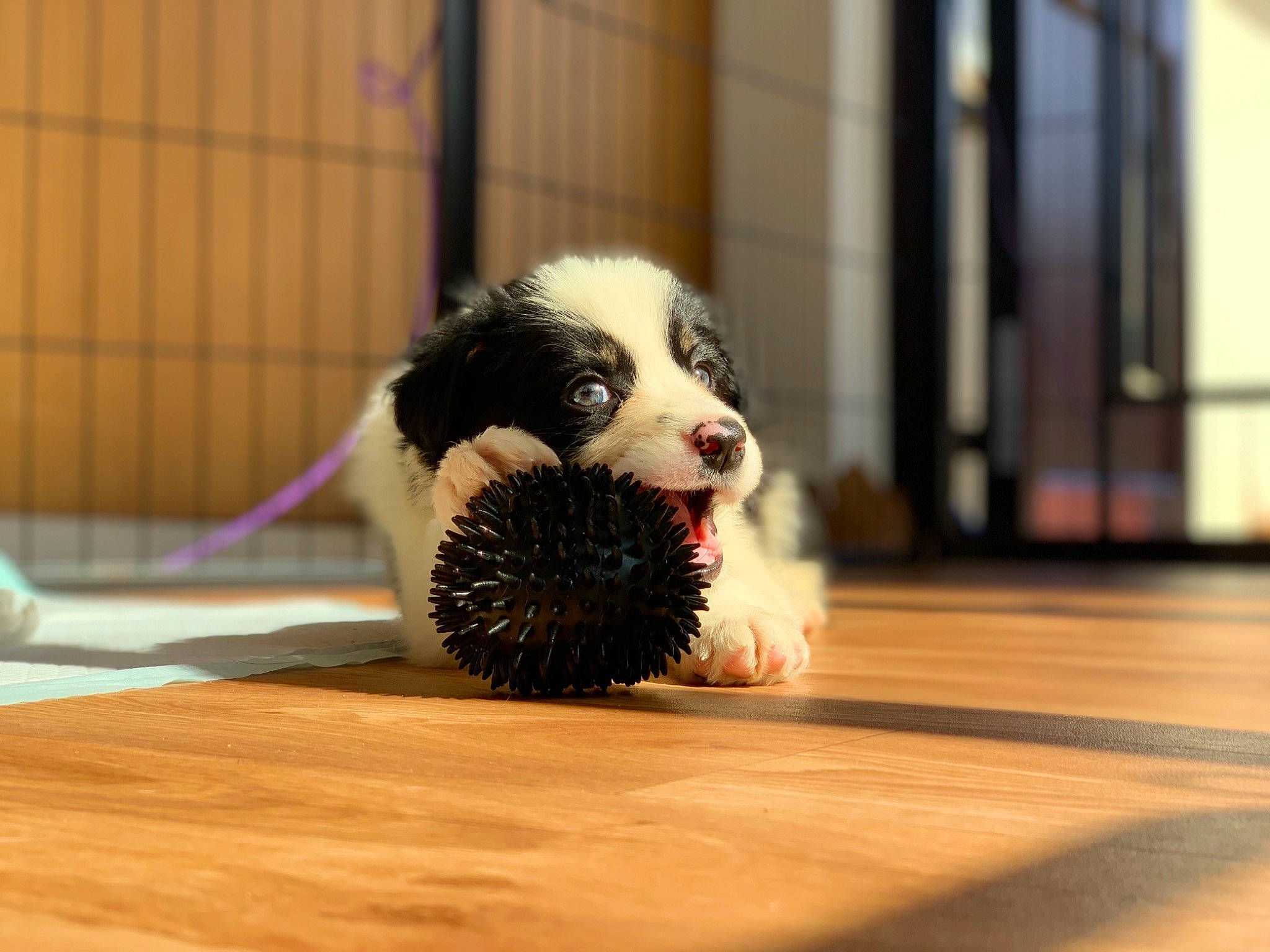 Connie joined the competition — help win amazing prizes! ball, bernese_mountain_dog, canidae, carnivore, companion_dog, dog, dog_breed, floor, flooring, fur, hardwood, laminate_flooring, plywood, puppy, snout, varnish, wood, wood_flooring, wood_stain, working_dog