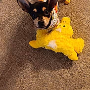 Dottie Mai joined the competition — help win amazing prizes! animal, carpet, colorful, cute, dog, domestic, ears, fur, indoor, looking_up, pajamas, pet, playful, puppy, small_dog, soft_toy, standing, toy, yellow_duck, young