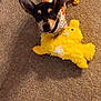 animal, carpet, colorful, cute, dog, domestic, ears, fur, indoor, looking_up, pajamas, pet, playful, puppy, small_dog, soft_toy, standing, toy, yellow_duck, young