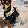 Dottie Mai is registered to the contest to win money with this photo: accessory, animal, bed, black_fur, clothing, costume, cute, dog, dress, ears_up, furniture, indoor, looking, pearl_necklace, pet, polka_dot, portrait, sitting, small_dog, tan_fur