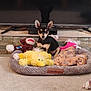 Dottie Mai joined the competition — help win amazing prizes! alert, black_dog, brown_monkey, carpet, cozy, cute, dog, ears_up, home, indoor, pet_bed, plush_toy, puppy, sitting, small_dog, stone_wall, tan_markings, television, toy, yellow_duck