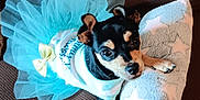 Dottie Mai is registered to the contest to win money with this photo: animal, black_dog, companion, couch, cozy, cute, dog, dress, fabric, indoor, looking_up, pet, pillow, portrait, resting, small_dog, soft_pillow, star_pattern, tan_dog, tutu