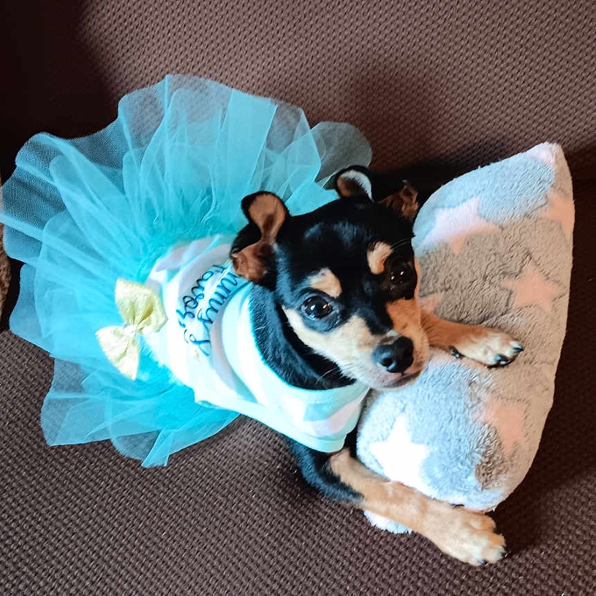 Dottie Mai is registered to the contest to win money with this photo: animal, black_dog, companion, couch, cozy, cute, dog, dress, fabric, indoor, looking_up, pet, pillow, portrait, resting, small_dog, soft_pillow, star_pattern, tan_dog, tutu
