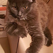 Winnie joined the competition — help win amazing prizes! animal, cat, chair, closeup, cozy, curious, cute, domestic_cat, feline, fur, gray_cat, indoor, kitten, looking, mammal, paws, pet, relaxed, whiskers, young_cat