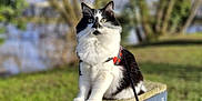 Plume participe au concours pour gagner de l'argent avec cette photo : cat, black_and_white, outdoor, leash, harness, wooden_beam, grass, trees, sky, animal, pet, nature, daylight, feline, sitting, fur, greenery, bench, close_up, background_blur