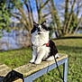 cat, black_and_white, outdoor, leash, harness, wooden_beam, grass, trees, sky, animal, pet, nature, daylight, feline, sitting, fur, greenery, bench, close_up, background_blur