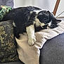 cat, black_and_white, fluffy, sleeping, couch, pillow, indoor, cozy, relaxed, pet, furniture, living_room, resting, animal, whiskers, soft, comfort, domestic, cute, lazy