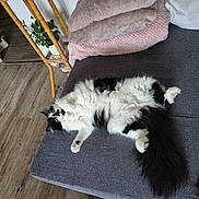 Plume participe au concours pour gagner de l'argent avec cette photo : cat, fluffy, black_and_white, couch, blanket, plant, bamboo_stand, wooden_floor, indoor, pet, relaxed, fur, whiskers, tail, curious, cozy, home, furniture, laying_down, domestic