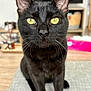 abyssinian, animal, blackcat, cat, egyptiancat, hardwood, kitten, manx, pet, wood