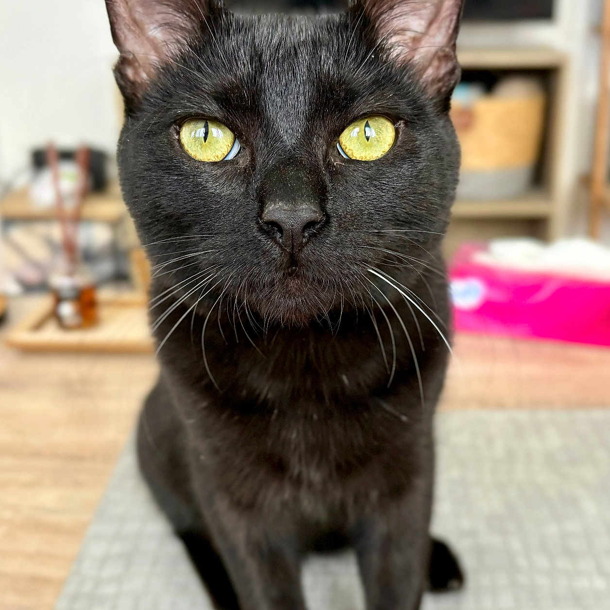 Moon participe au concours pour gagner de l'argent avec cette photo : abyssinian, animal, blackcat, cat, egyptiancat, hardwood, kitten, manx, pet, wood